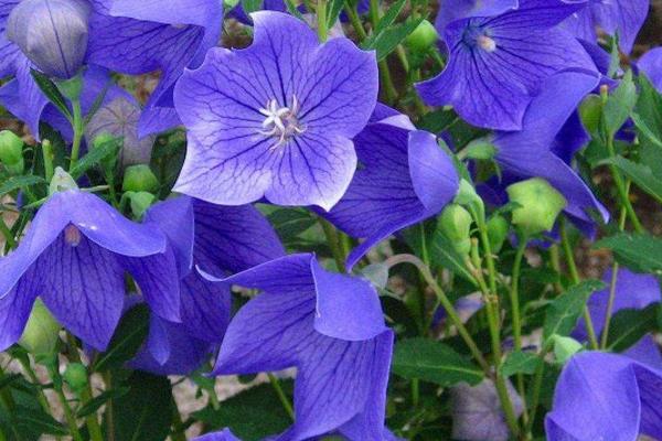 山東適合種植什么藥材