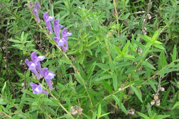 山東適合種植什么藥材