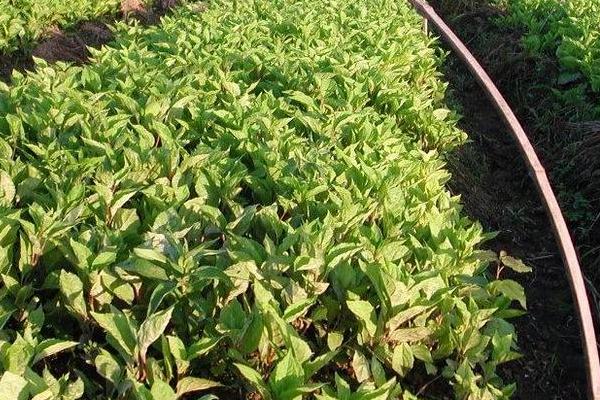 五味子種植技術及收益