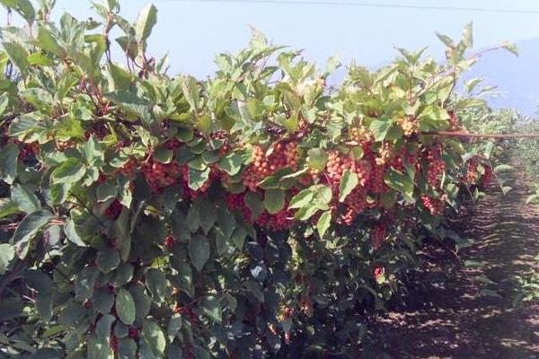 五味子種植技術及收益