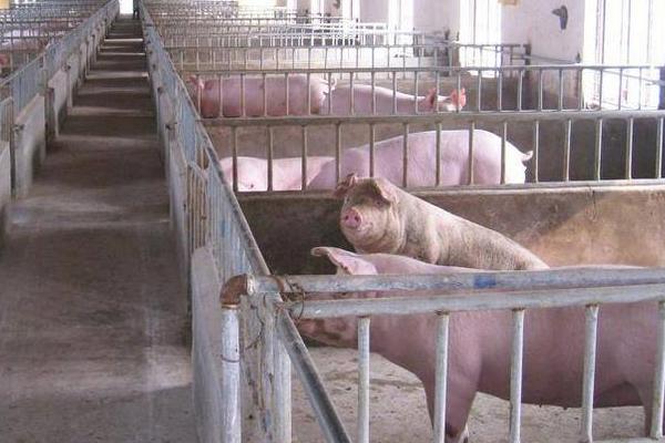 養豬補貼是一年一補嗎