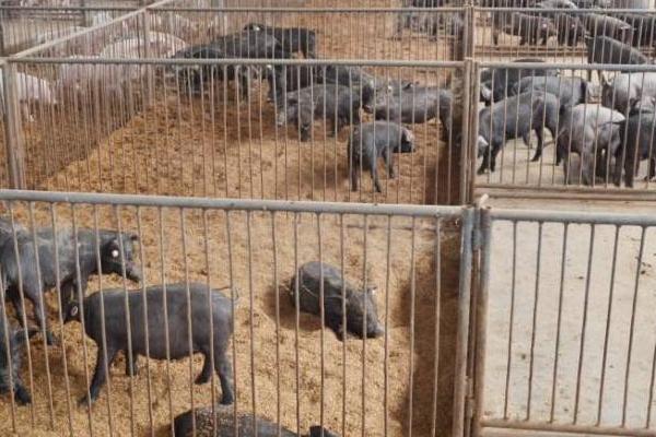 養豬補貼是一年一補嗎