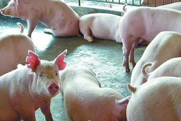 養豬補貼是一年一補嗎