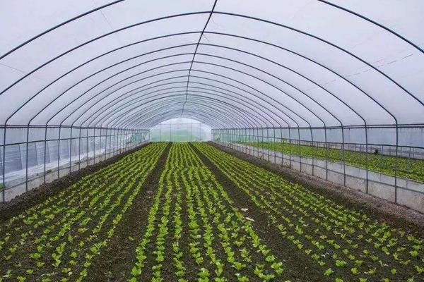 農村種植大棚國家補貼