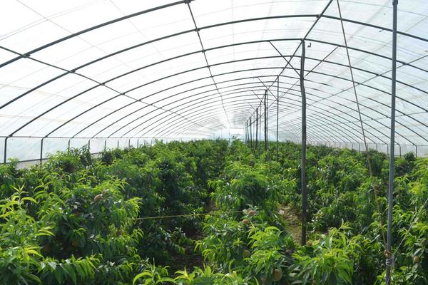 農村種植大棚國家補貼