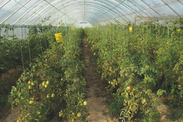 農村種植大棚國家補貼