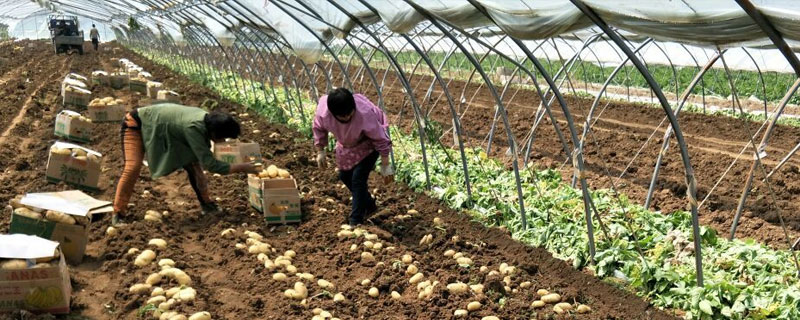 冬季大棚三膜土豆種植技術，產量高上市早效益好