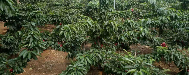 哪里有櫻桃樹苗出售？?jī)r(jià)格4至8元一棵