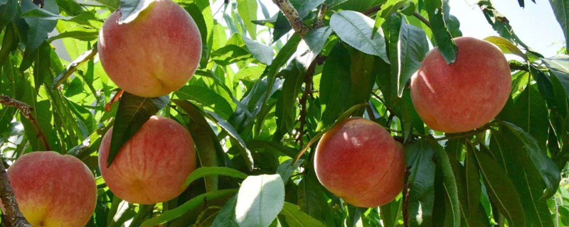 永蓮蜜桃8號品種介紹，9月中下旬成熟