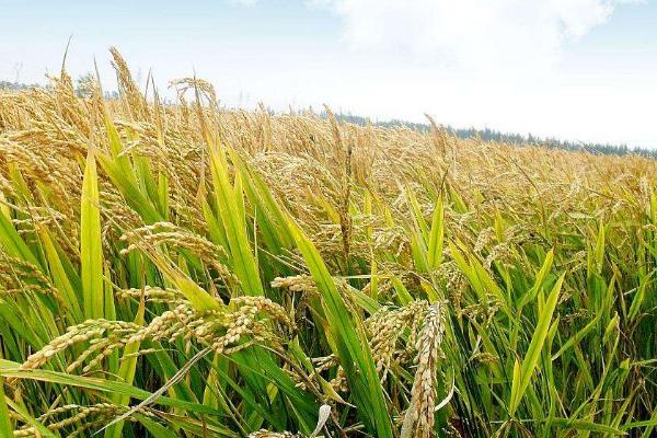 黑龍江富錦大米品牌
