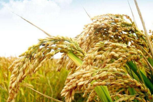 黑龍江富錦大米品牌