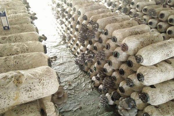 大棚平菇種植技術