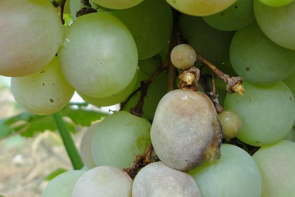 喹啉銅治什么病