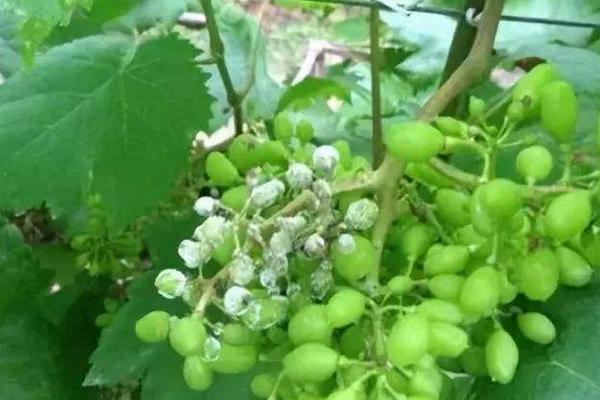 喹啉銅治什么病