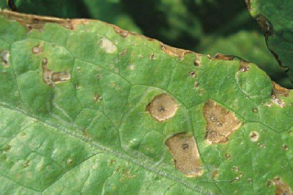 喹啉銅治什么病