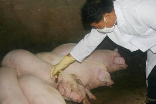 草木灰預防豬口蹄疫嗎？能在一定程度上預防