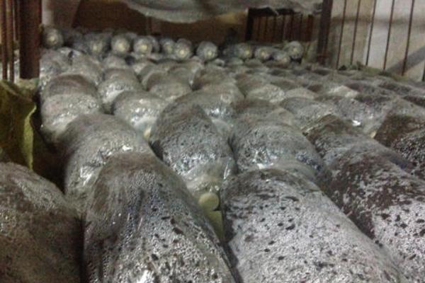 大棚平菇種植技術