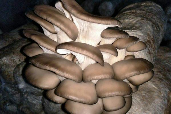 大棚平菇種植技術