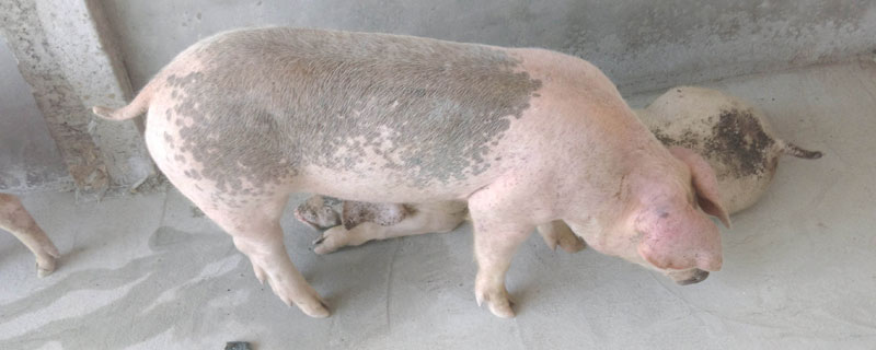 草木灰預(yù)防豬口蹄疫嗎？能在一定程度上預(yù)防