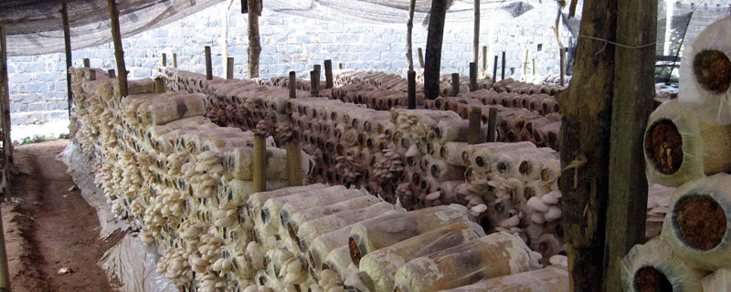 大棚平菇種植技術(shù),菌種選擇及處理是關(guān)鍵