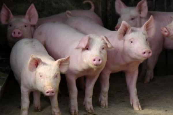 草木灰預防豬口蹄一嗎