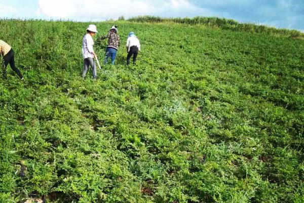 種植合作社業(yè)務(wù)范圍