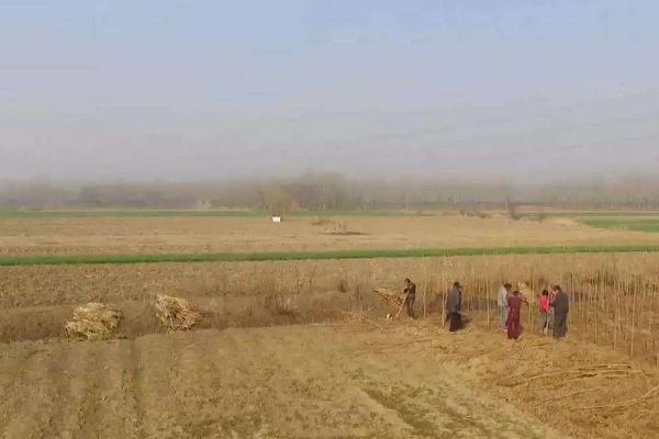 種植合作社業(yè)務(wù)范圍