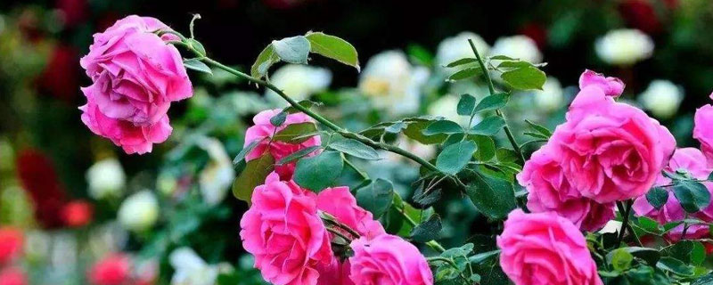 四季小玫瑰的養殖方法及注意事項