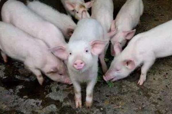 小豬拉白痢用什么藥