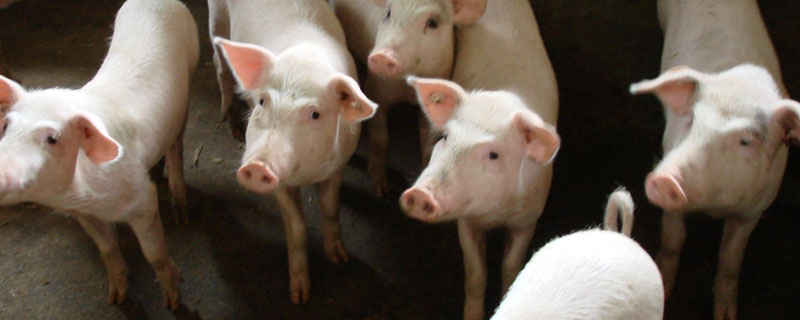 小豬拉白痢用什么藥治療好