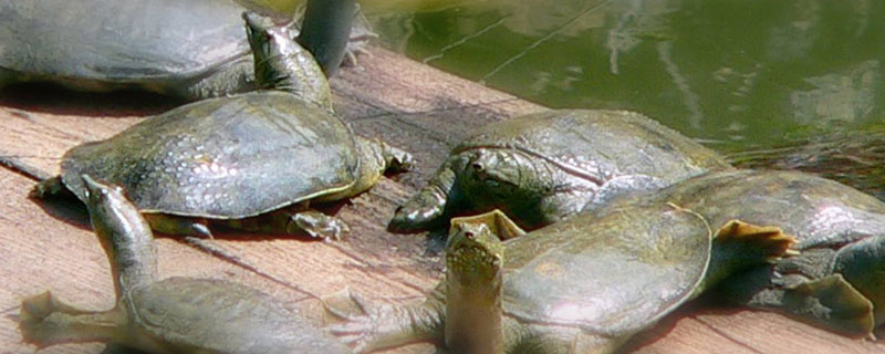 甲魚的養殖新技術及注意事項