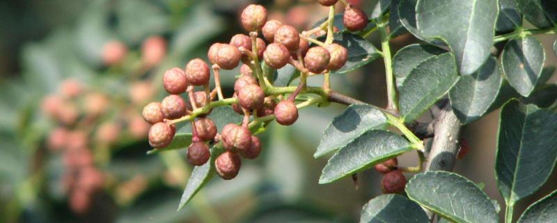 花椒的種植適合的地區，北部至西南部皆可