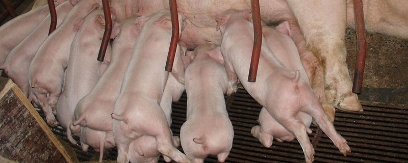 母豬產仔少是什么原因怎么辦，解決這個4個問題告別產仔少