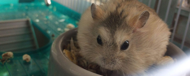 倉(cāng)鼠養(yǎng)殖場(chǎng)是怎么建設(shè)的