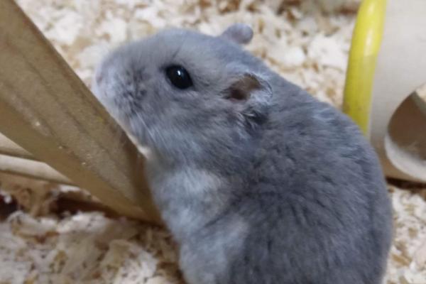 倉鼠養殖場是怎么