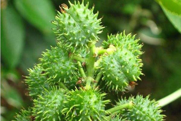 蓖麻的種植與產量