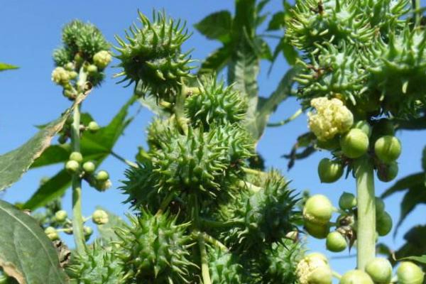 蓖麻的種植與產量