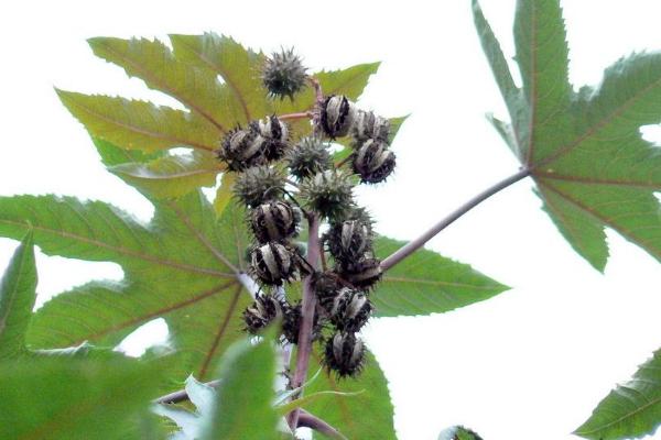 蓖麻的種植與產量