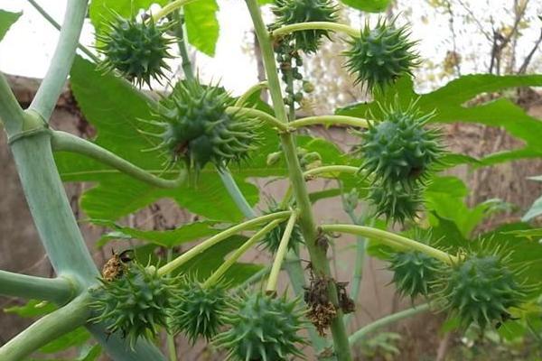 蓖麻的種植與產量