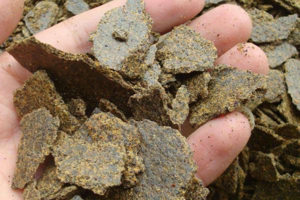 菜籽餅可以直接施肥嗎