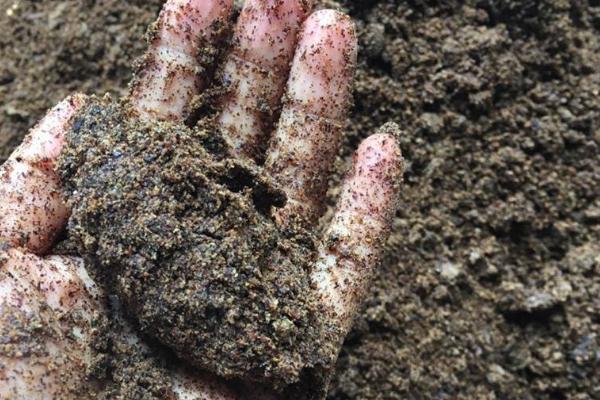 菜籽餅可以直接施肥嗎