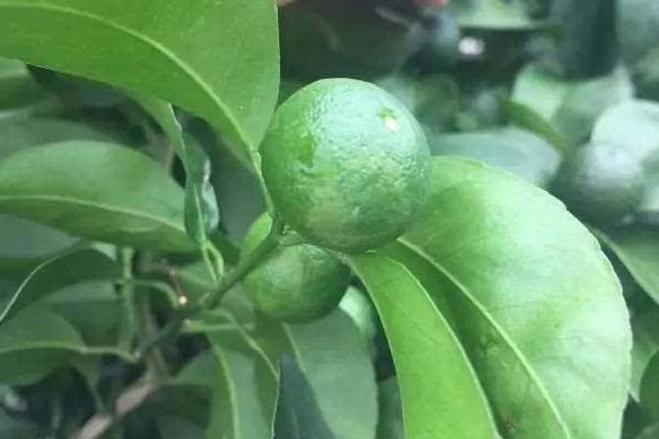 氟啶胺不能與哪些藥用