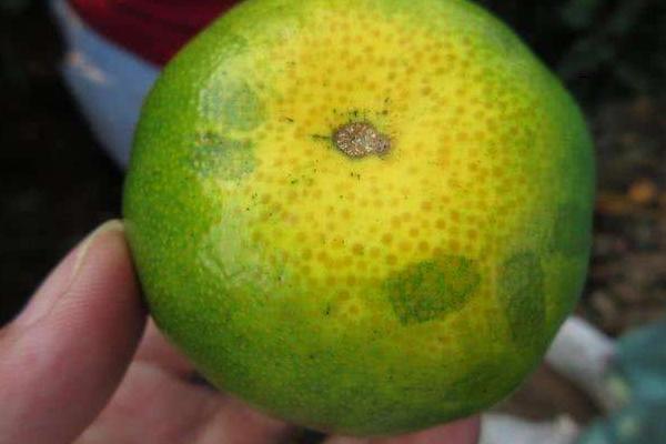 氟啶胺不能與哪些藥用