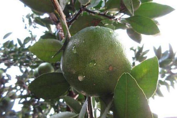 氟啶胺不能與哪些藥用