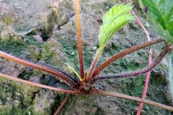 氟啶胺不能與哪些藥用