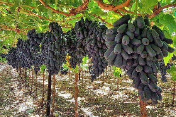 葡萄樹苗品種好