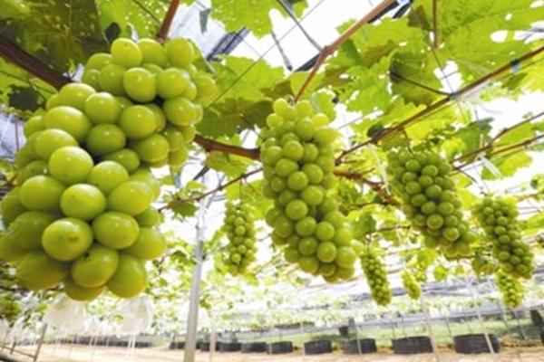 葡萄樹苗品種好