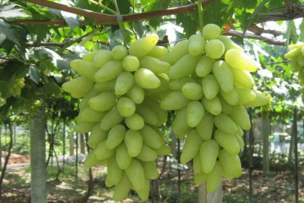 葡萄樹苗品種好