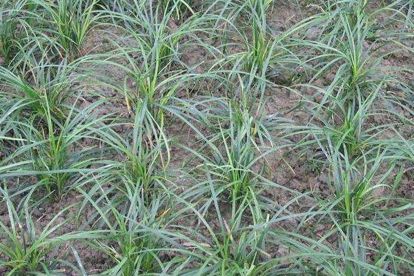 麥冬種植技術及畝收益