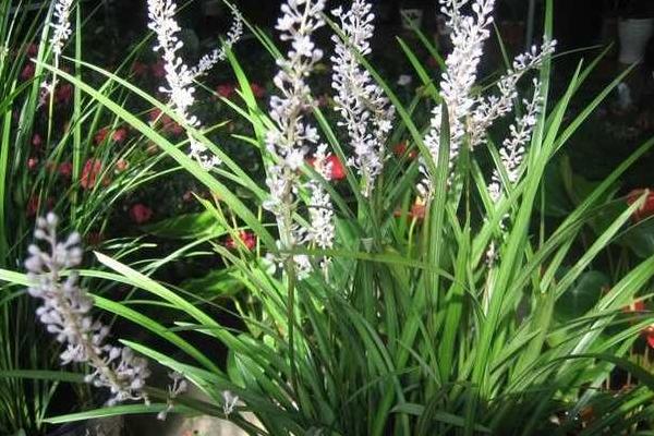 麥冬種植技術及畝收益